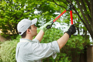 Backyard Landscaping – Terra Landscaping Punta Gorda FL