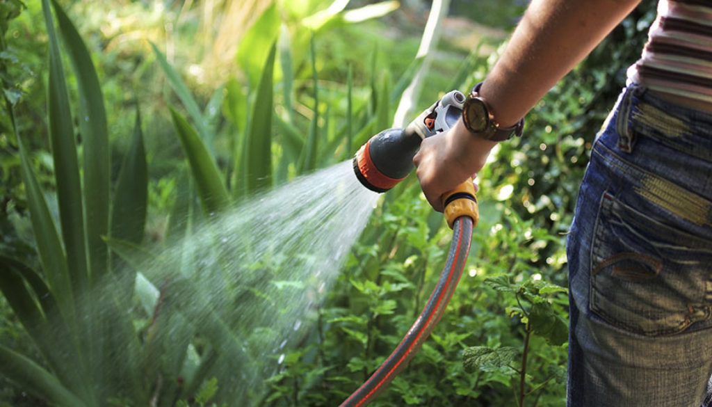 How much water does a lawn really need?