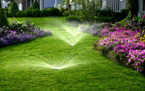 How much water does a lawn really need?