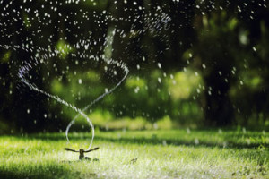How much water does a lawn really need?